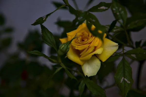 Sárga Miniatűr Rózsa Virágzó Lombozat Fehér Alapon — Stock Fotó