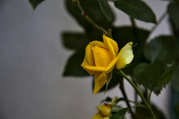 Rose Miniature Jaune Fleur Avec Feuillage Sur Fond Blanc — Photo