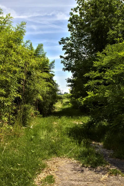 Vägen Kantad Käppar Och Träd Den Italienska Landsbygden Sommaren — Stockfoto