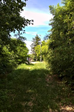 Yazın İtalya 'nın kırsal kesimlerinde baston ve ağaçlarla çevrili bir yol.