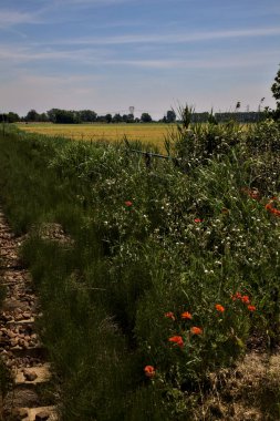 Yaz ortasında İtalya kırsalında, kenarlarında tarlalar olan demiryolu rayları.