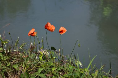 Arka planda su akıntısı olan çıplak toprakta gelincikler.