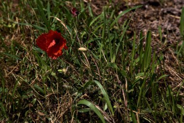 Çimenli haşhaş yakından görülüyor