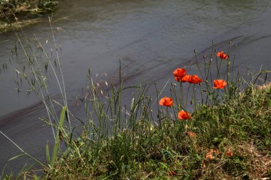 Arka planda su akıntısı olan çıplak toprakta gelincikler.