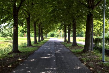 Yaz ortasında, İtalya 'nın kırsal kesiminde gölgede ağaç sıralanmış yol.