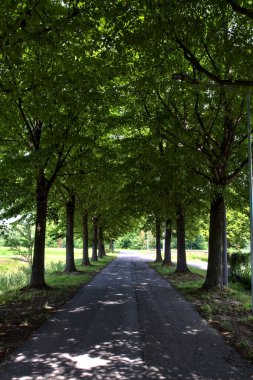 Yaz ortasında, İtalya 'nın kırsal kesiminde gölgede ağaç sıralanmış yol.