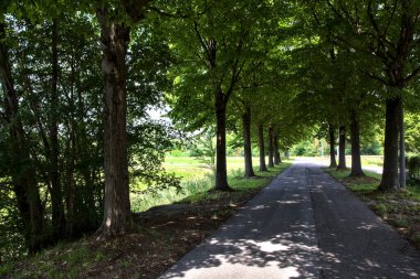 Yaz ortasında, İtalya 'nın kırsal kesiminde gölgede ağaç sıralanmış yol.