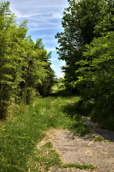 Vägen Kantad Käppar Och Träd Den Italienska Landsbygden Sommaren — Stockfoto