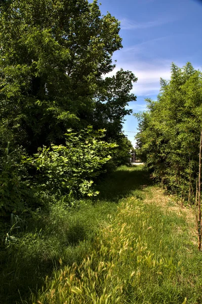 여름에 이탈리아 지역에 지팡이 나무로 경계를 이루는 — 스톡 사진