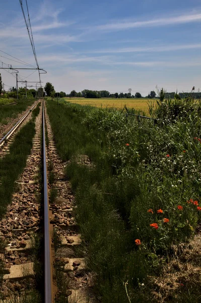 Railroad tracks with fields by the edge of them in the italian countryside at midday in summer