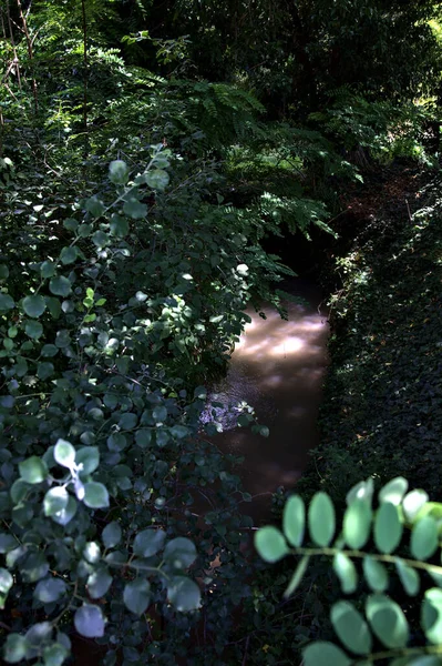 Corriente Agua Sombra Escondida Por Los Árboles —  Fotos de Stock