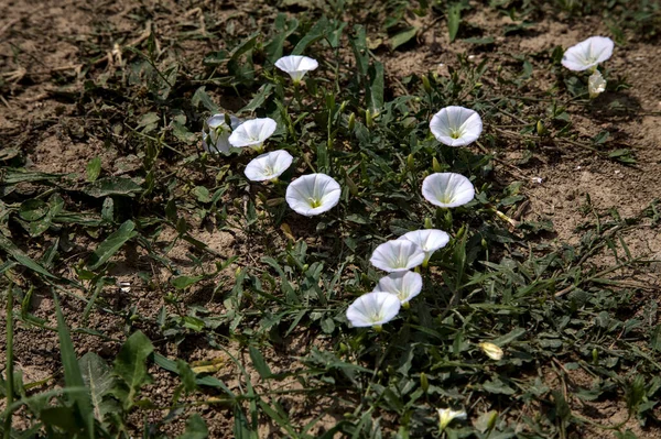 Convolvulus Kwiaty Trawą Gołej Ziemi — Zdjęcie stockowe