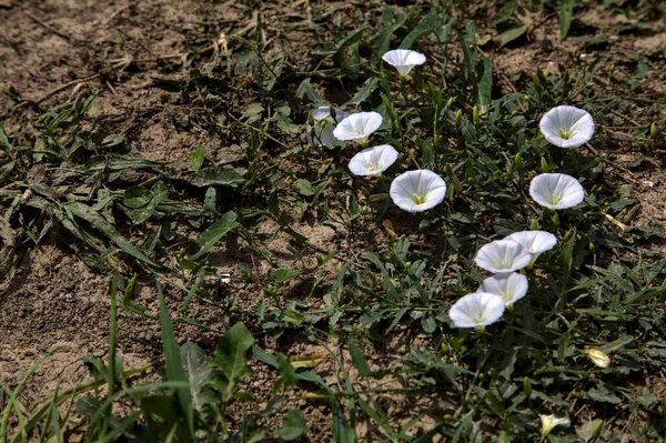 Flores Convolvulus Com Grama Uma Terra Nua — Fotografia de Stock