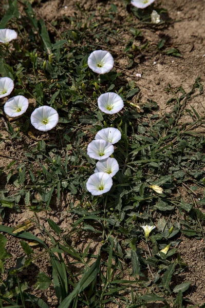 Flores Convolvulus Com Grama Uma Terra Nua — Fotografia de Stock