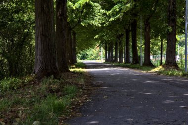 Yaz ortasında, İtalya 'nın kırsal kesiminde gölgede ağaç sıralanmış yol.