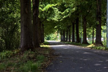 Yaz ortasında, İtalya 'nın kırsal kesiminde gölgede ağaç sıralanmış yol.
