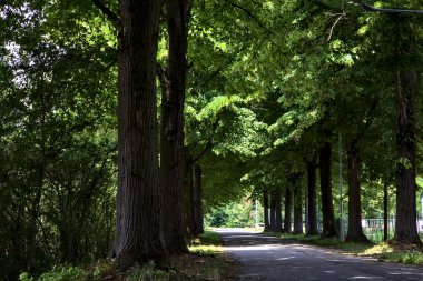 Yaz ortasında, İtalya 'nın kırsal kesiminde gölgede ağaç sıralanmış yol.