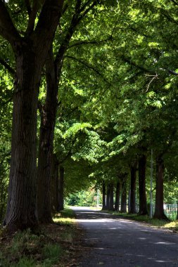 Yaz ortasında, İtalya 'nın kırsal kesiminde gölgede ağaç sıralanmış yol.