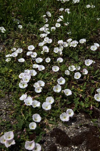 Fleurs Convolvolus Avec Mousse Poussant Sur Béton — Photo