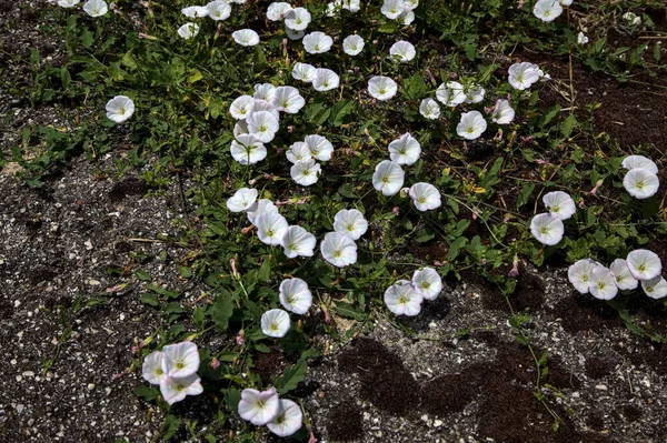 Convolvolvolus Flores Con Musgo Creciendo Hormigón —  Fotos de Stock