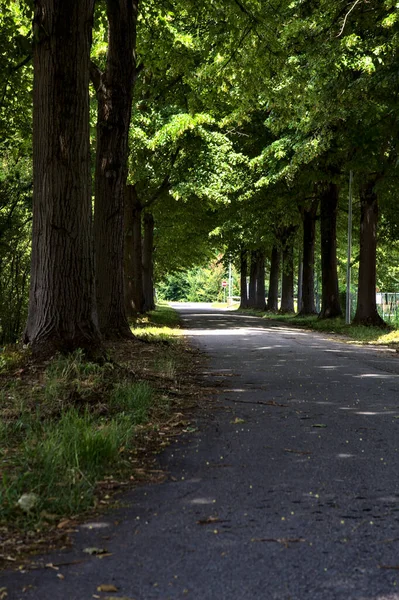 夏天中午时分 意大利乡间树荫下的林荫林立的路 — 图库照片