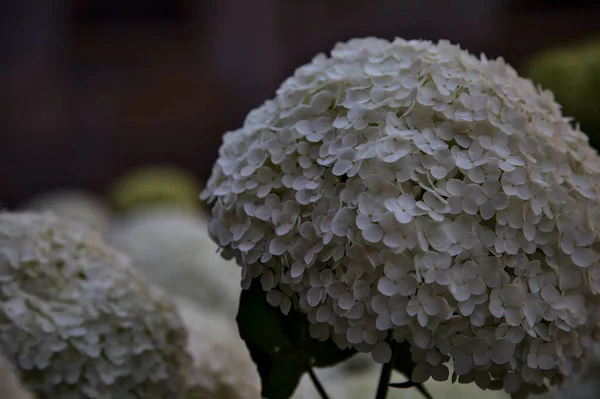 Inflorescencias Hortensias Blancas Con Follaje Visto Cerca — Foto de Stock