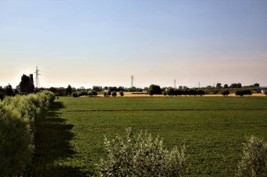 Açık bir günde, yazın günbatımında kırsalda mısır tarlası.