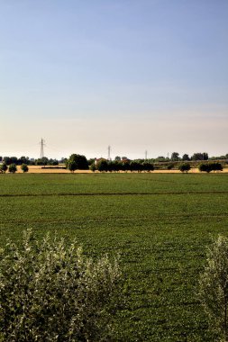 Açık bir günde, yazın günbatımında kırsalda mısır tarlası.
