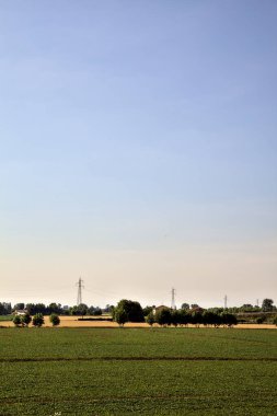 Açık bir günde, yazın günbatımında kırsalda mısır tarlası.