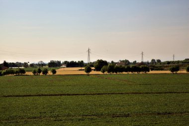 Açık bir günde, yazın günbatımında kırsalda mısır tarlası.