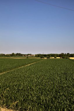 Açık bir günde, yazın günbatımında kırsalda mısır tarlası.
