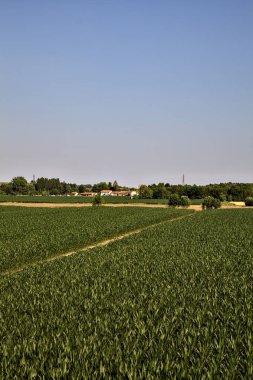 Açık bir günde, yazın günbatımında kırsalda mısır tarlası.