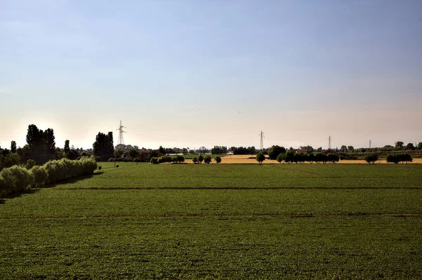 Campo Milho Dia Claro Campo Pôr Sol Verão — Fotografia de Stock