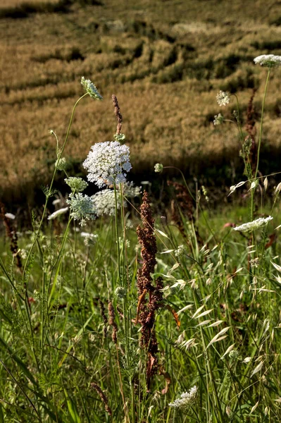 Yarrow Aan Rand Van Een Weg Met Een Veld Van — Stockfoto