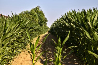 Yazın gün batımında bir mısır tarlasının ortasında geçiş.