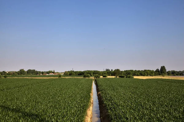 Canal Irrigação Lado Campos Milho Com Casas Campo Distância Pôr — Fotografia de Stock