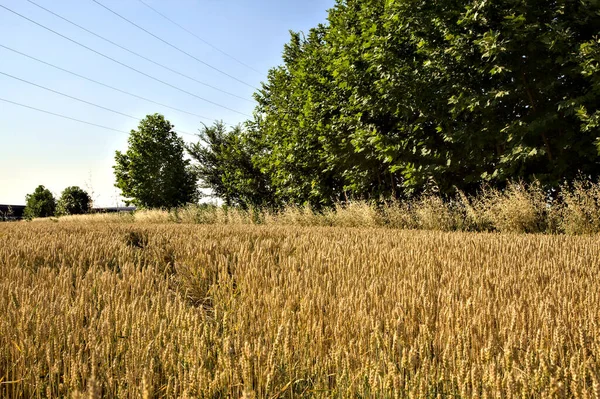 Vete Med Träd Fjärran Den Italienska Landsbygden Sommaren Vid Solnedgången — Stockfoto