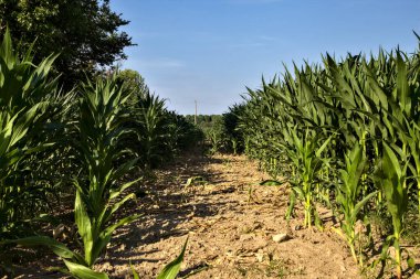 Yazın gün batımında bir mısır tarlasının ortasında geçiş.