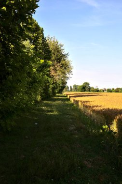 Yazın gün batımında buğday tarlasına gölge düşüren ağaçlar.