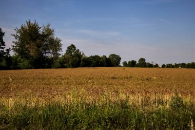 Yazın gün batımında İtalya kırsalında ağaçlarla kaplı buğday tarlası.