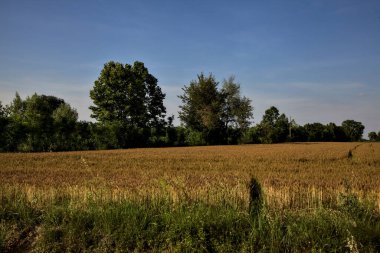 Yazın gün batımında İtalya kırsalında ağaçlarla kaplı buğday tarlası.