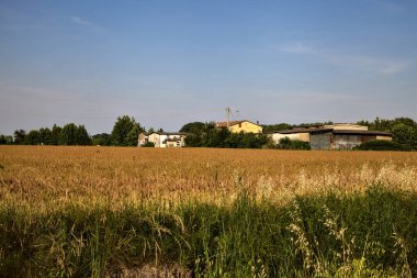 Yazın gün batımında açık bir günde buğday tarlasının ortasındaki kır evleri.