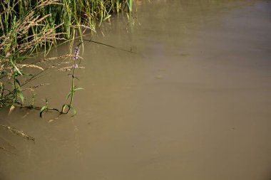 Gün batımında bir su akıntısının üzerindeki bir dalda Mallows.