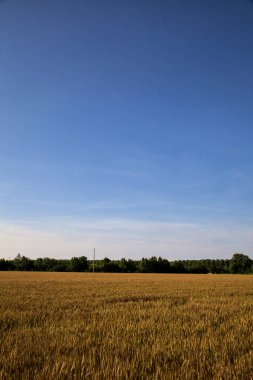 Yazın gün batımında İtalya kırsalında ağaçlarla kaplı buğday tarlası.