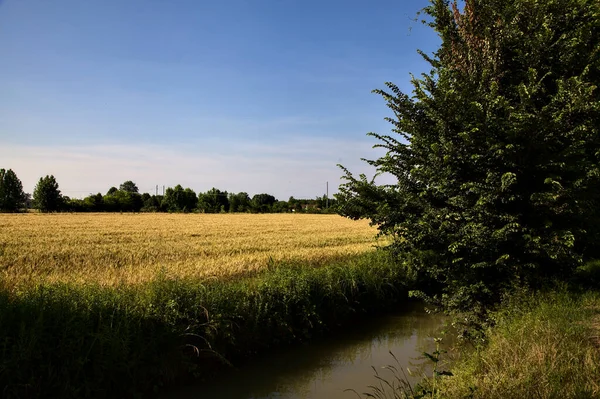 Vetefält Gränsar Till Ström Vatten Den Italienska Landsbygden Vid Solnedgången — Stockfoto