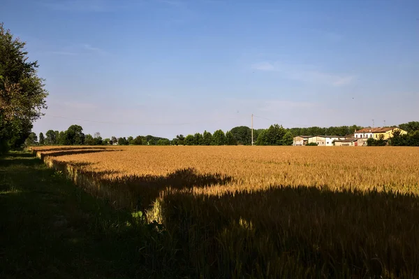 Case Campagna Mezzo Campo Grano Una Giornata Limpida Tramonto Estate — Foto Stock