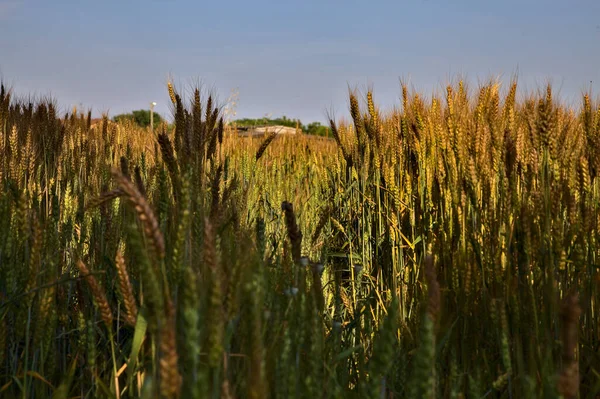 Orelhas Trigo Campo Pôr Sol Verão Visto Perto — Fotografia de Stock