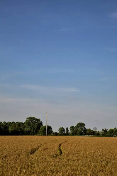 Field Wheat Trees Distance Italian Countryside Summer Sunset — Stock Photo, Image