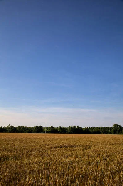 Vete Med Träd Fjärran Den Italienska Landsbygden Sommaren Vid Solnedgången — Stockfoto