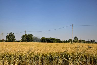 Yazın günbatımında elektrik direkleriyle buğday tarlası